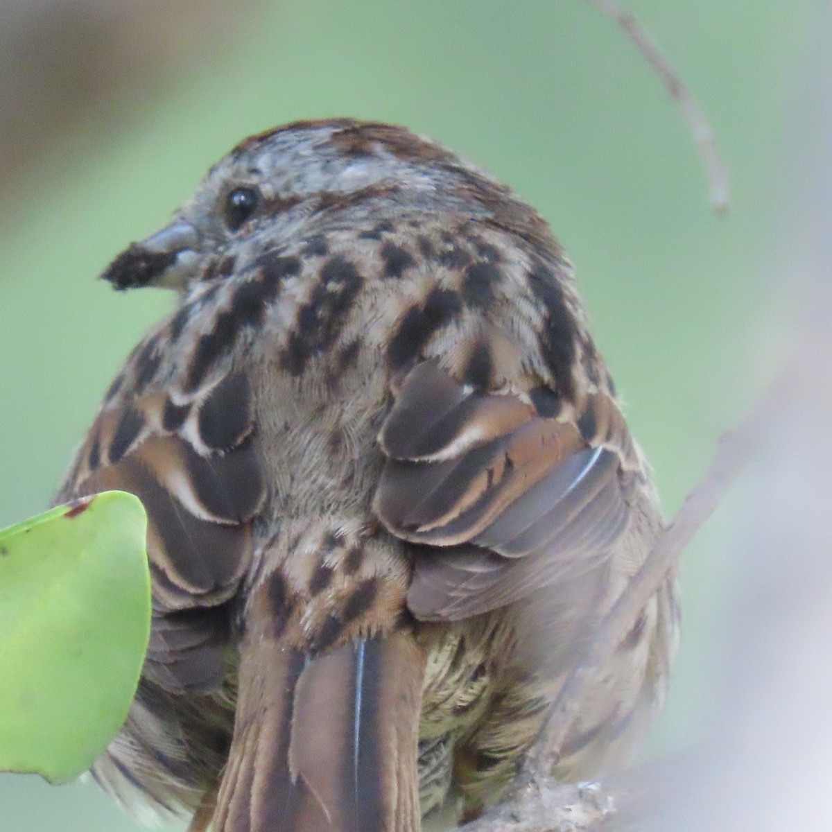 Song Sparrow - ML631524048