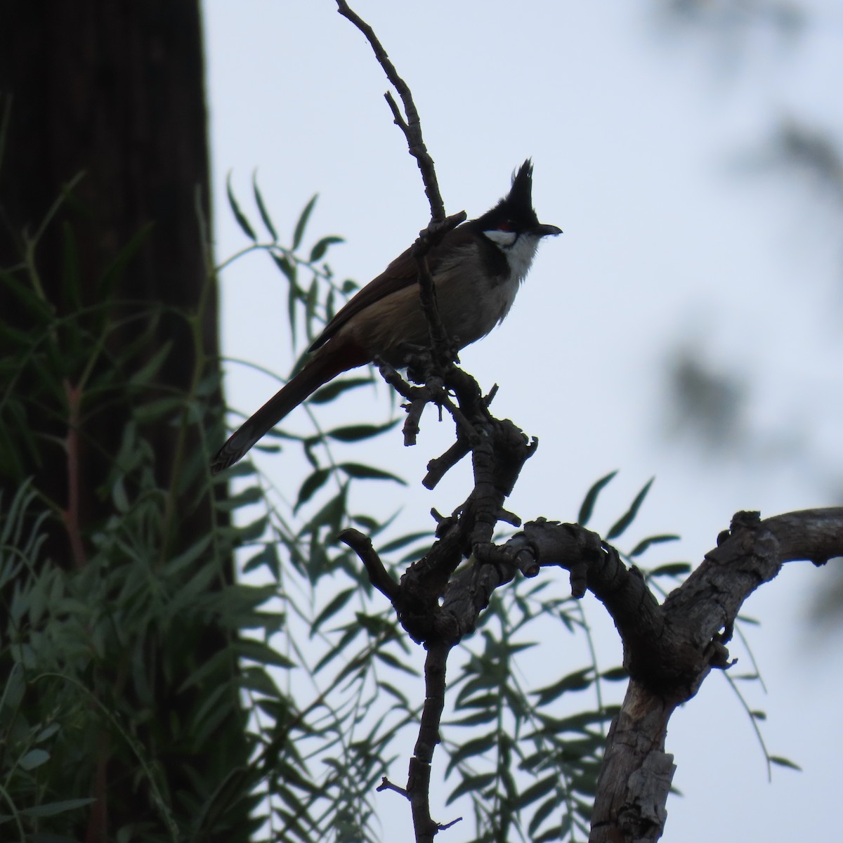 Red-whiskered Bulbul - ML631524079