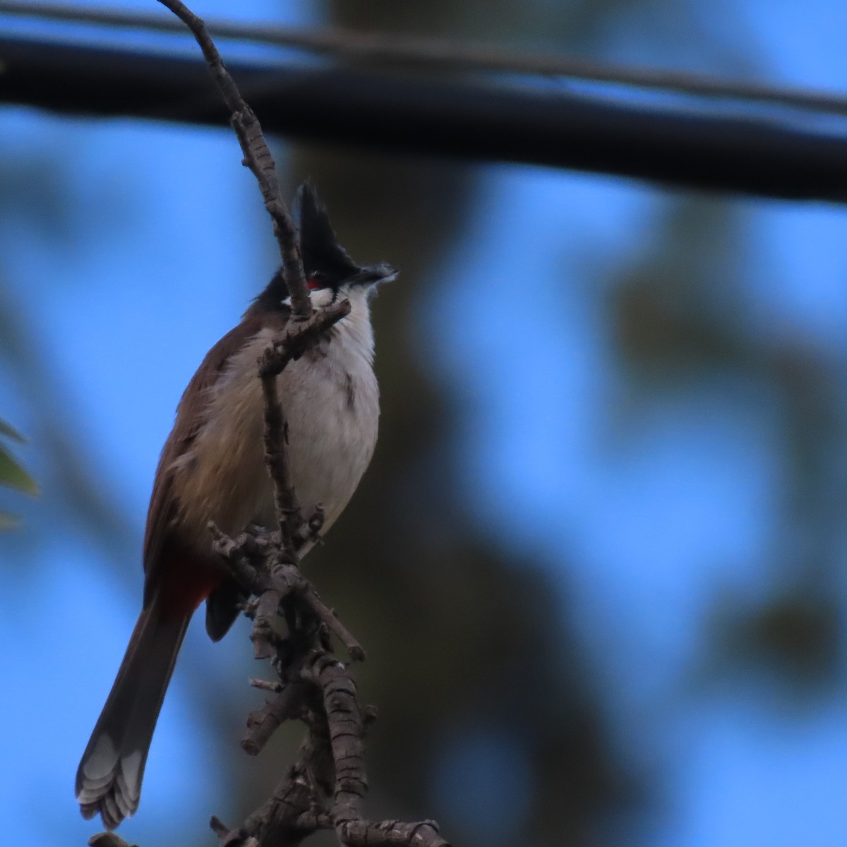 Red-whiskered Bulbul - ML631524116