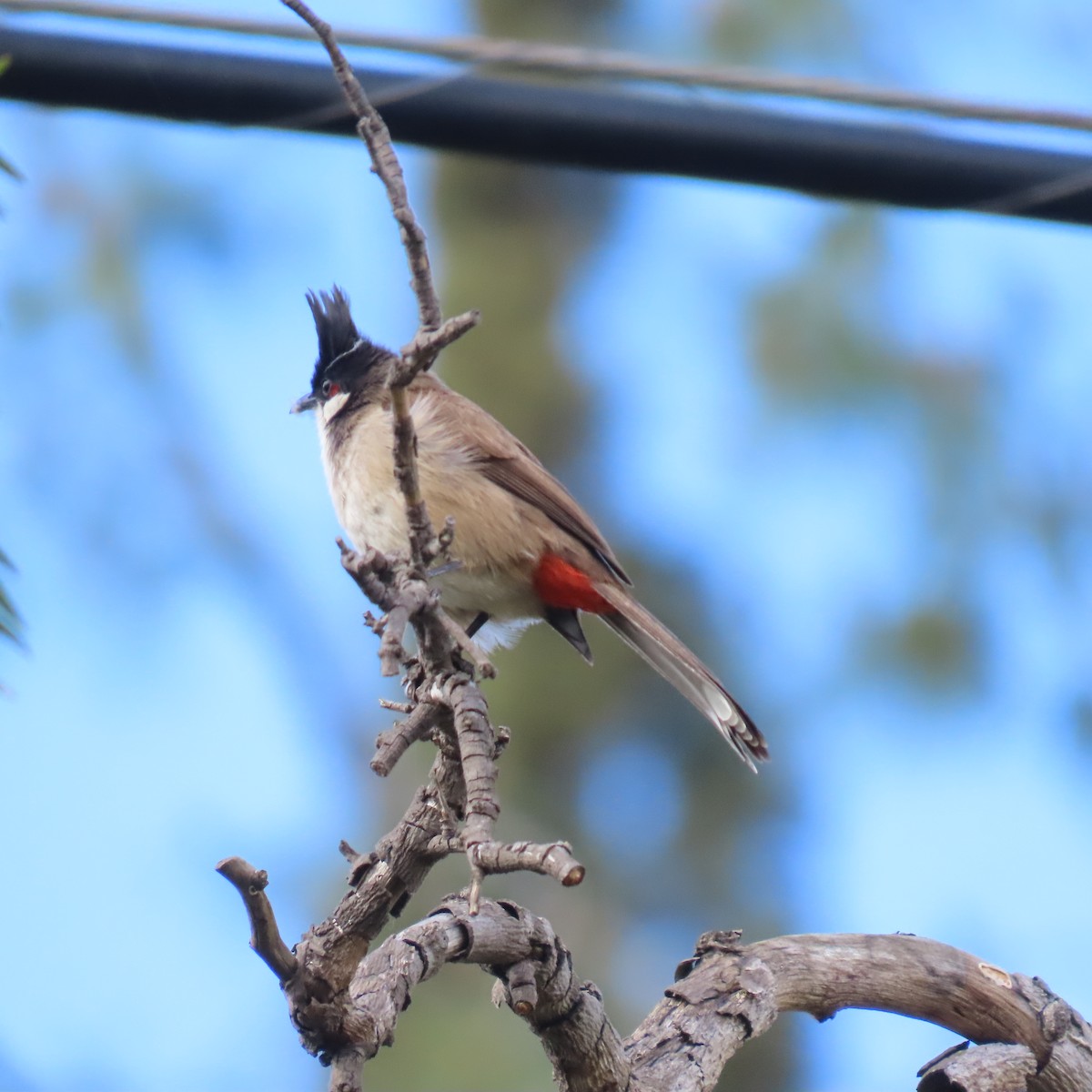 Red-whiskered Bulbul - ML631524131