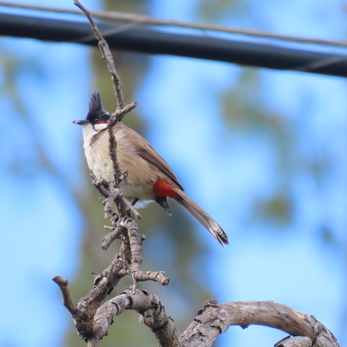 Red-whiskered Bulbul - ML631524147