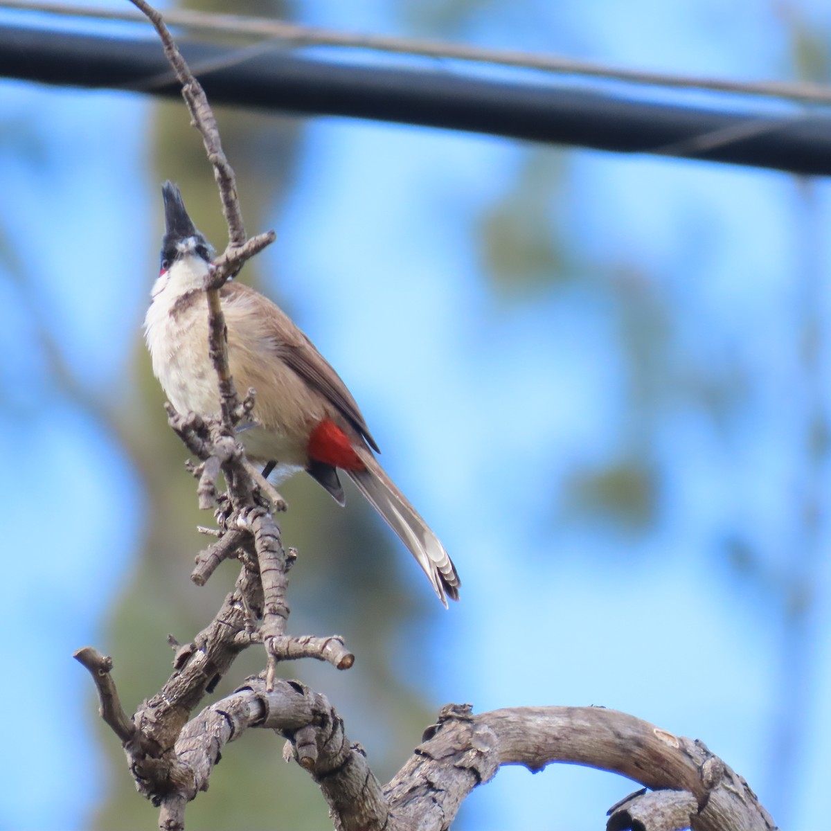 Red-whiskered Bulbul - ML631524171