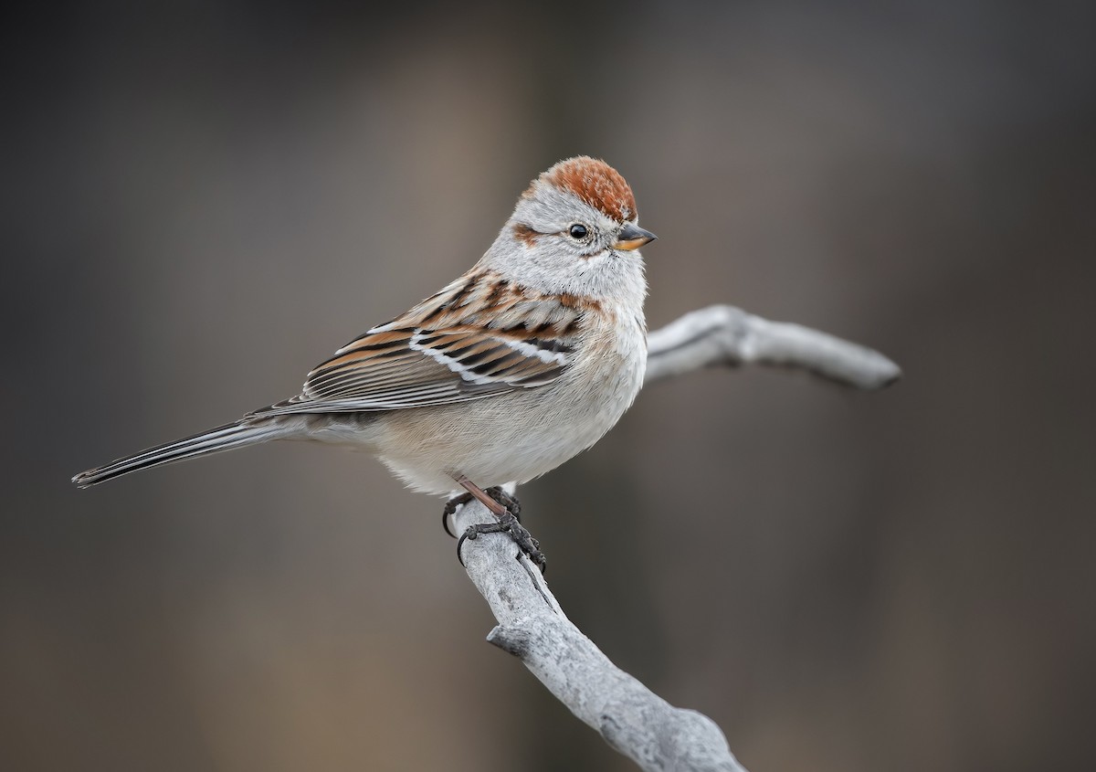 American Tree Sparrow - ML631524182