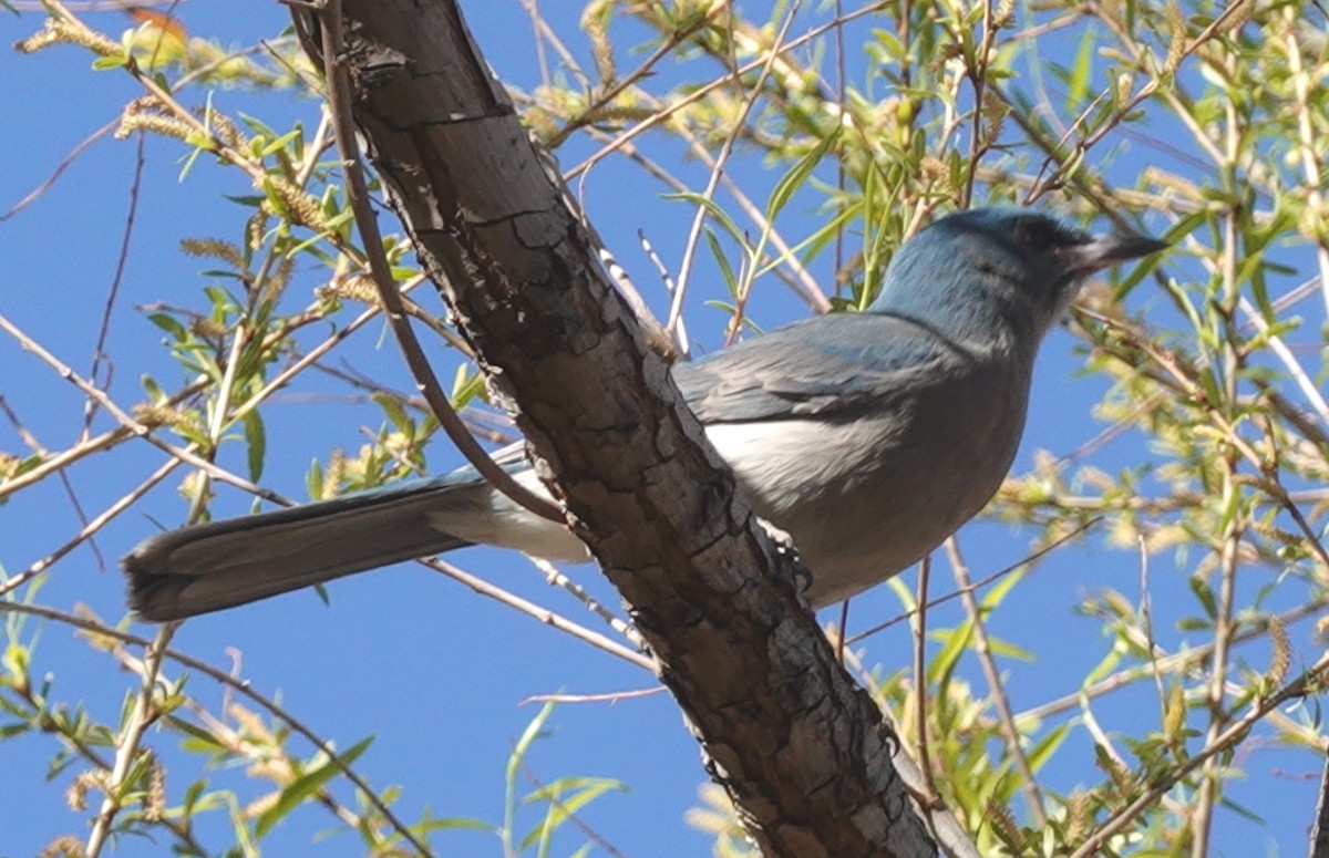 Mexican Jay - ML631524191