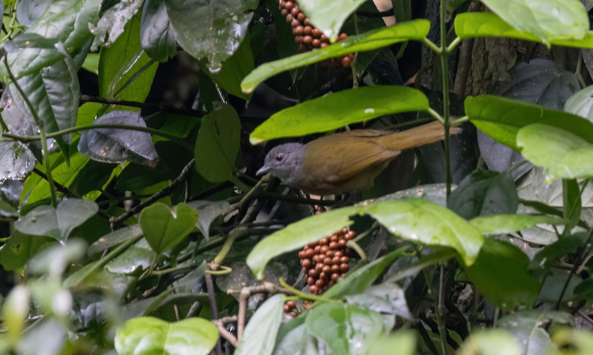 Shelley's Greenbul (Kakamega) - ML631524247