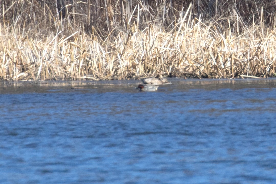 Green-winged Teal (Eurasian x American) - ML631524331