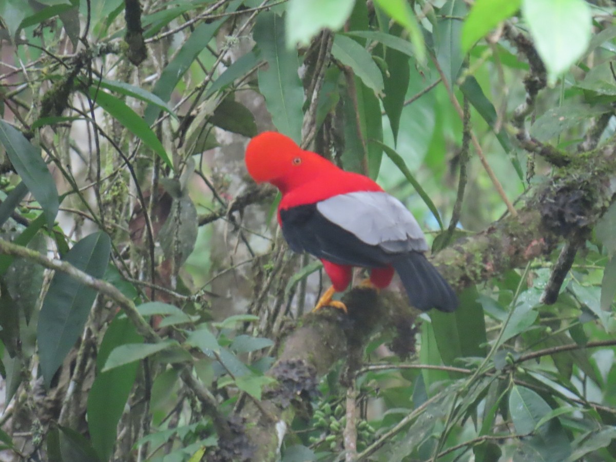 Andean Cock-of-the-rock - ML631524353