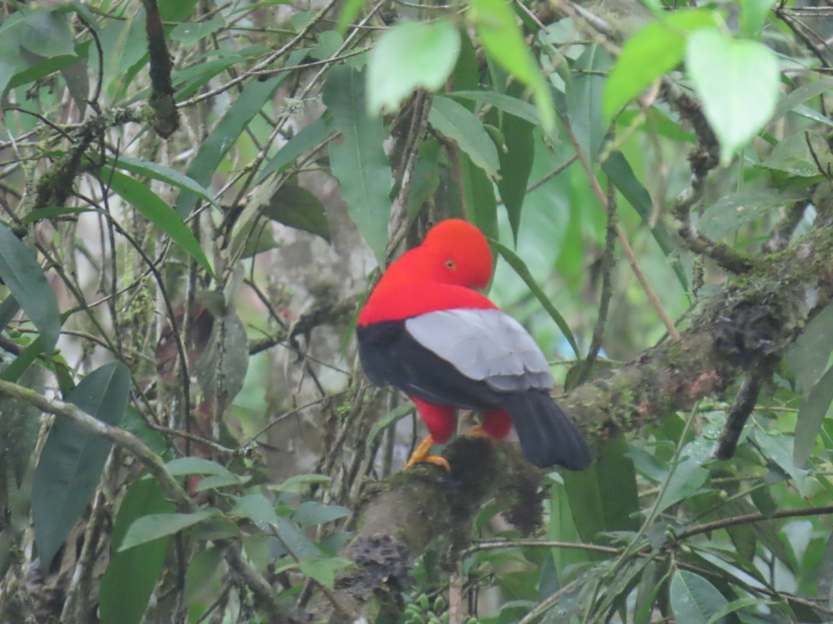 Andean Cock-of-the-rock - ML631524354