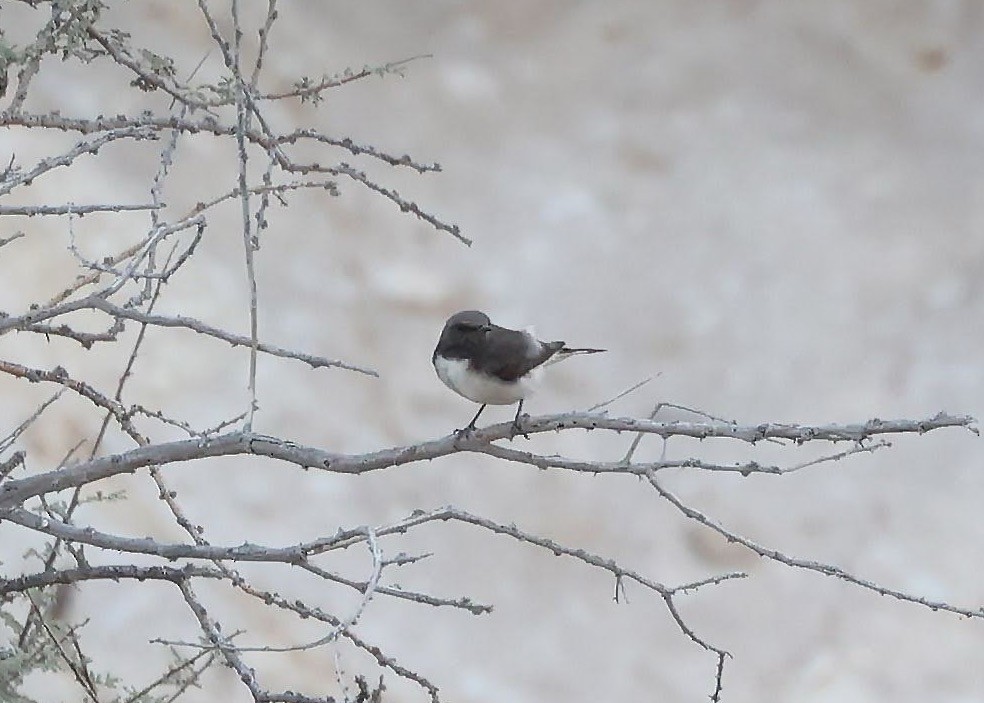 Variable Wheatear - ML631524570