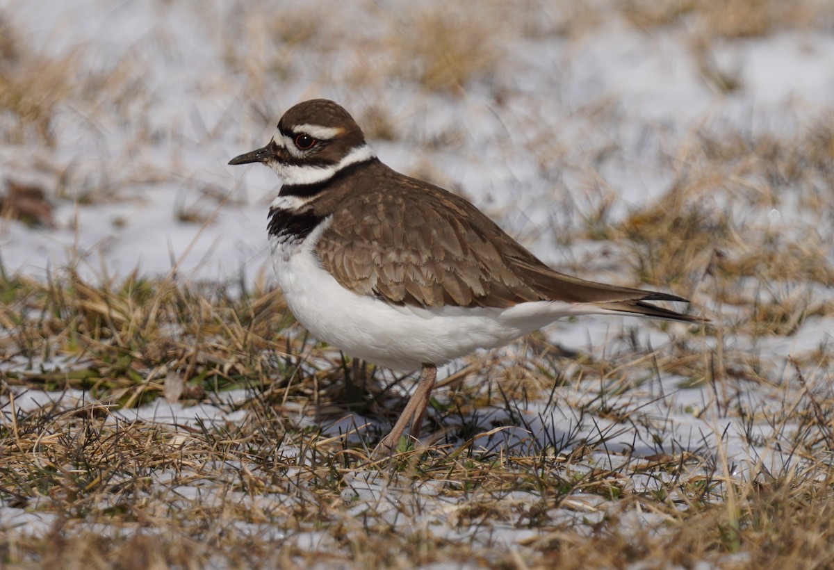 Killdeer - ML631524854