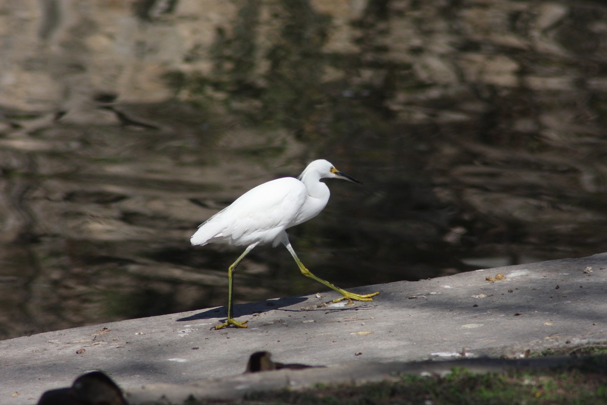 Snowy Egret - ML631524857