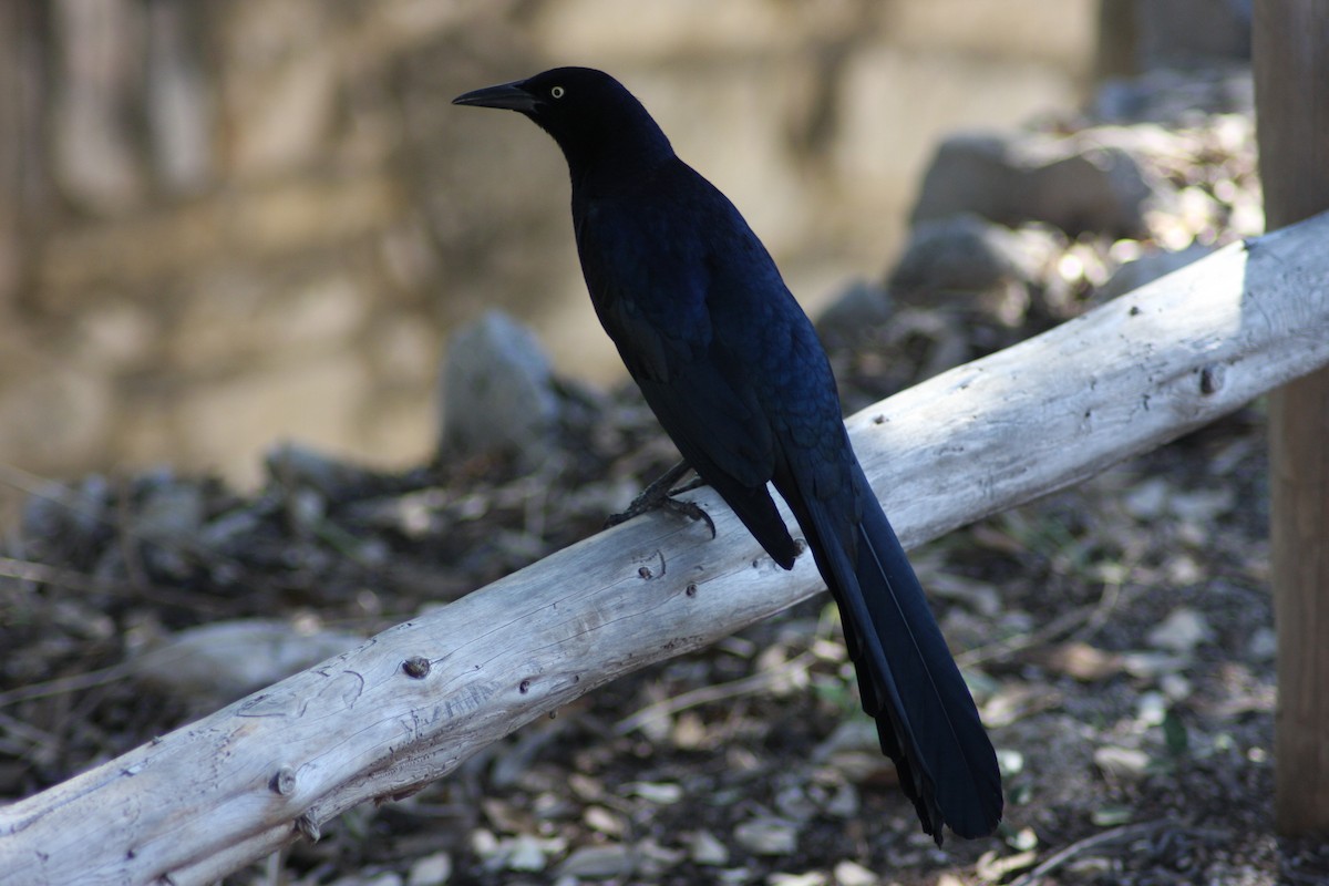 Great-tailed Grackle - ML631524935