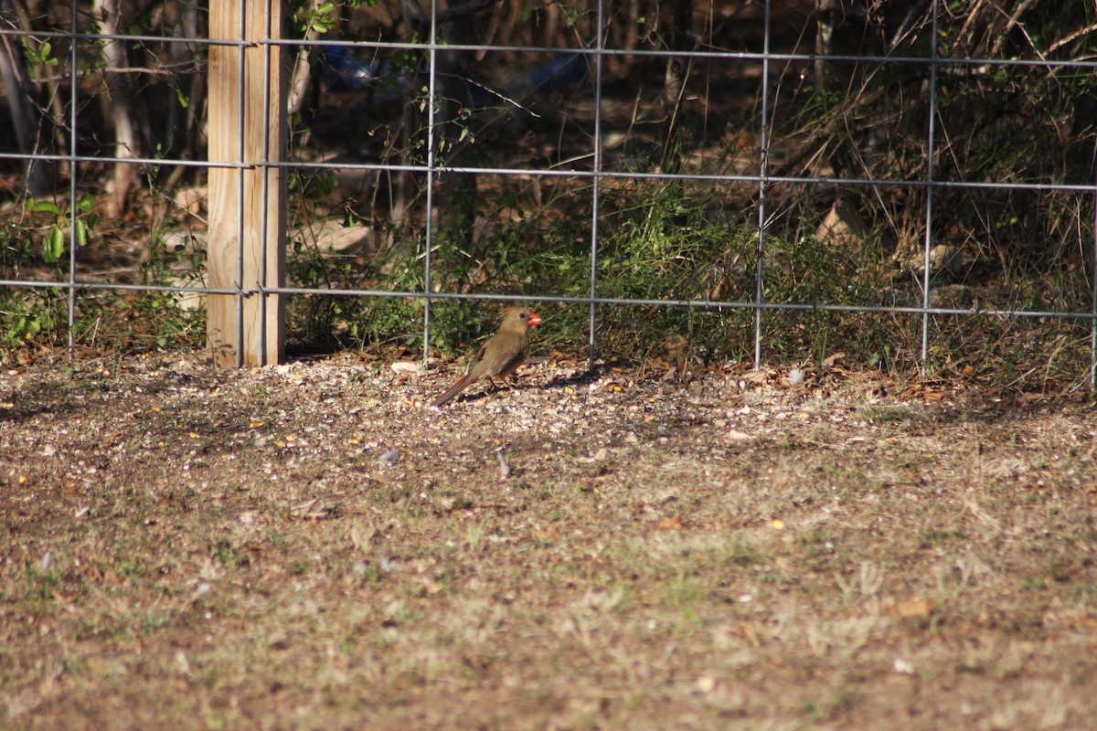 Northern Cardinal - ML631524951