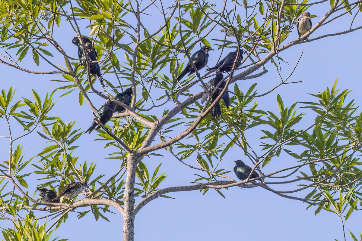 Metallic Starling - ML631525135
