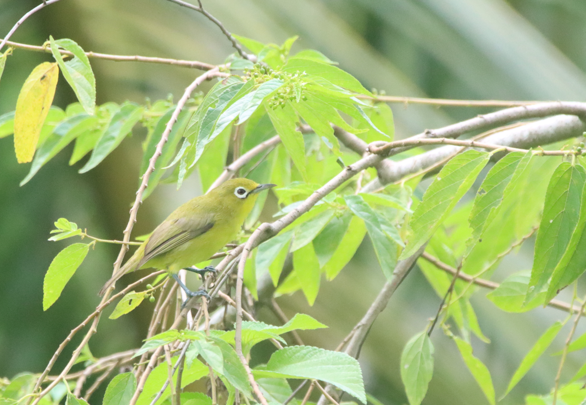 Lemon-bellied White-eye - ML631525200