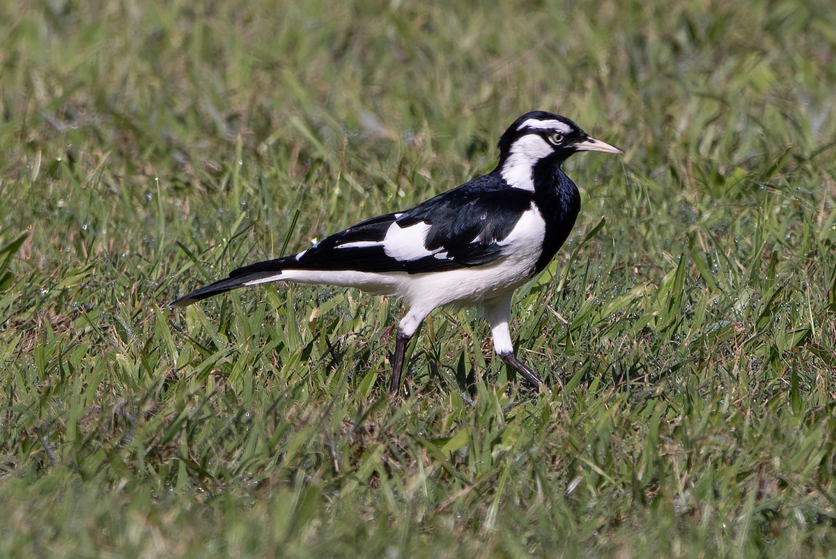 Magpie-lark - ML631525217