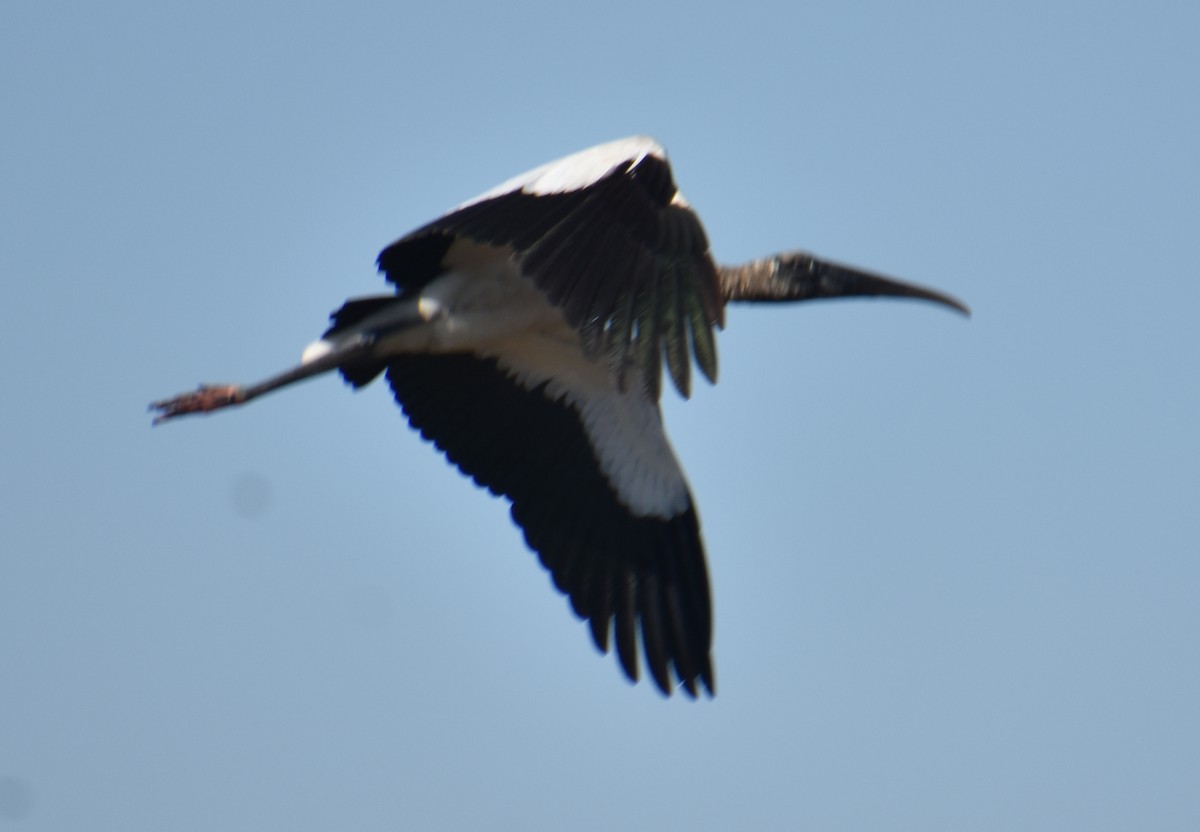 amerikastork - ML631525221