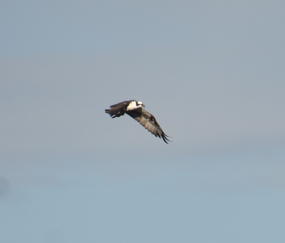 fiskeørn - ML631525284