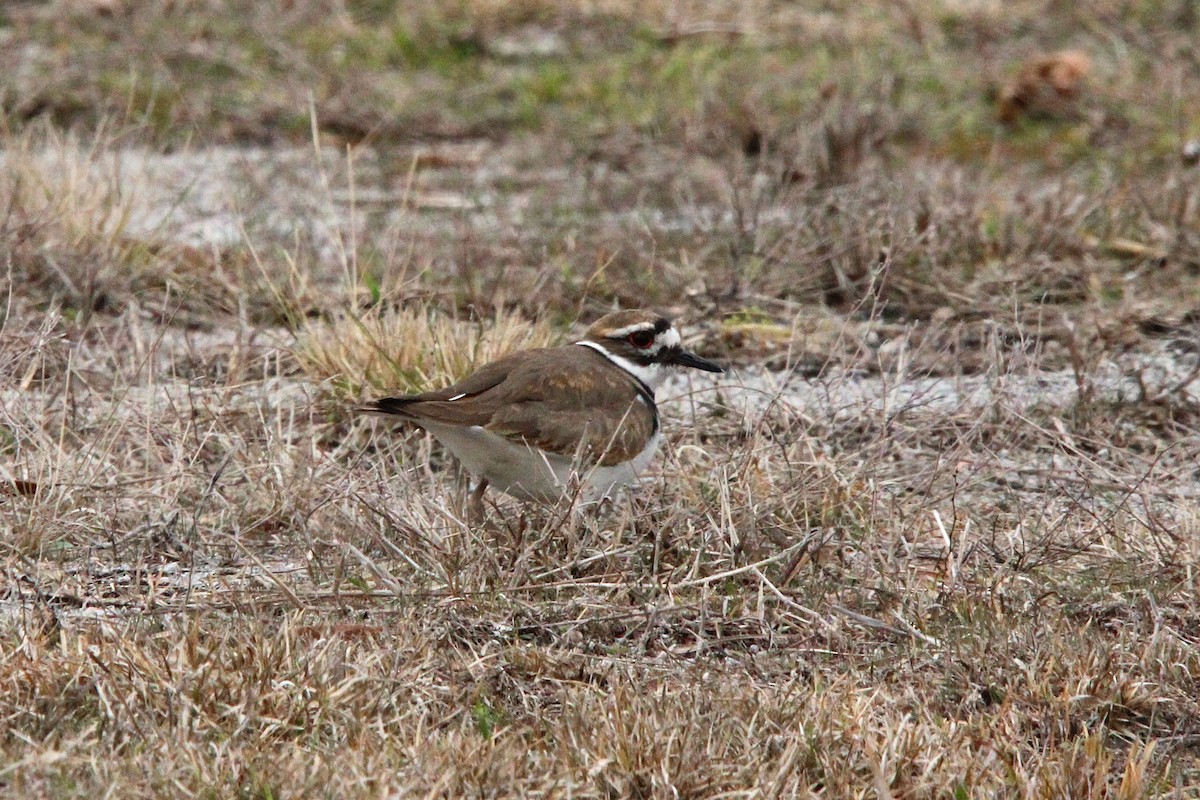 Killdeer - ML631525297