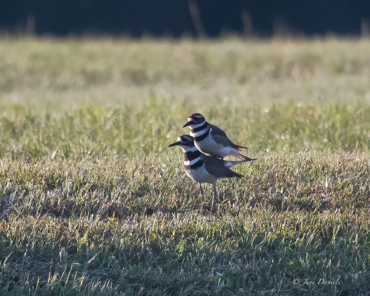 Killdeer - ML631525688