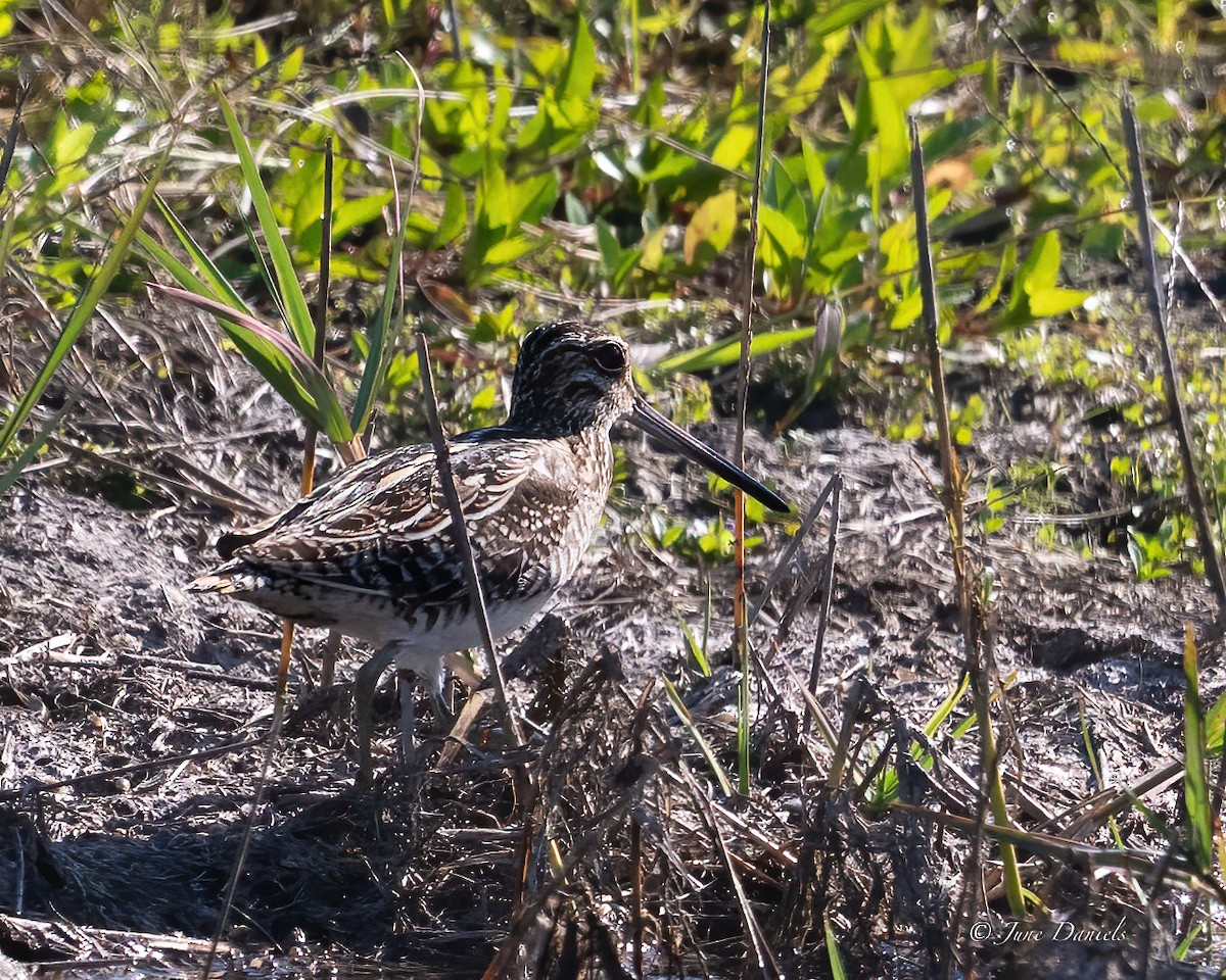 Wilson's Snipe - ML631525723