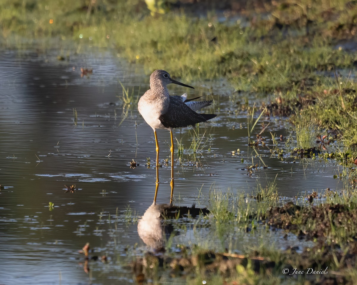 Greater Yellowlegs - ML631525740