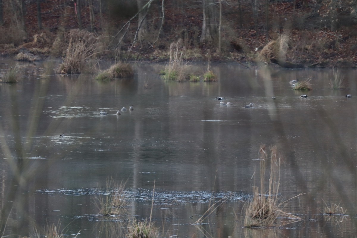 Gadwall - ML631525752