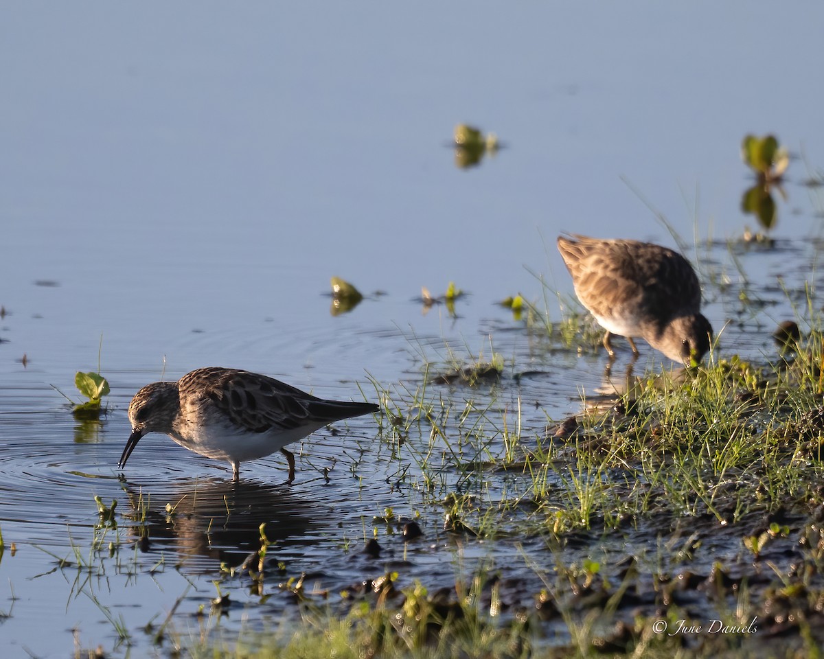 Least Sandpiper - ML631525757