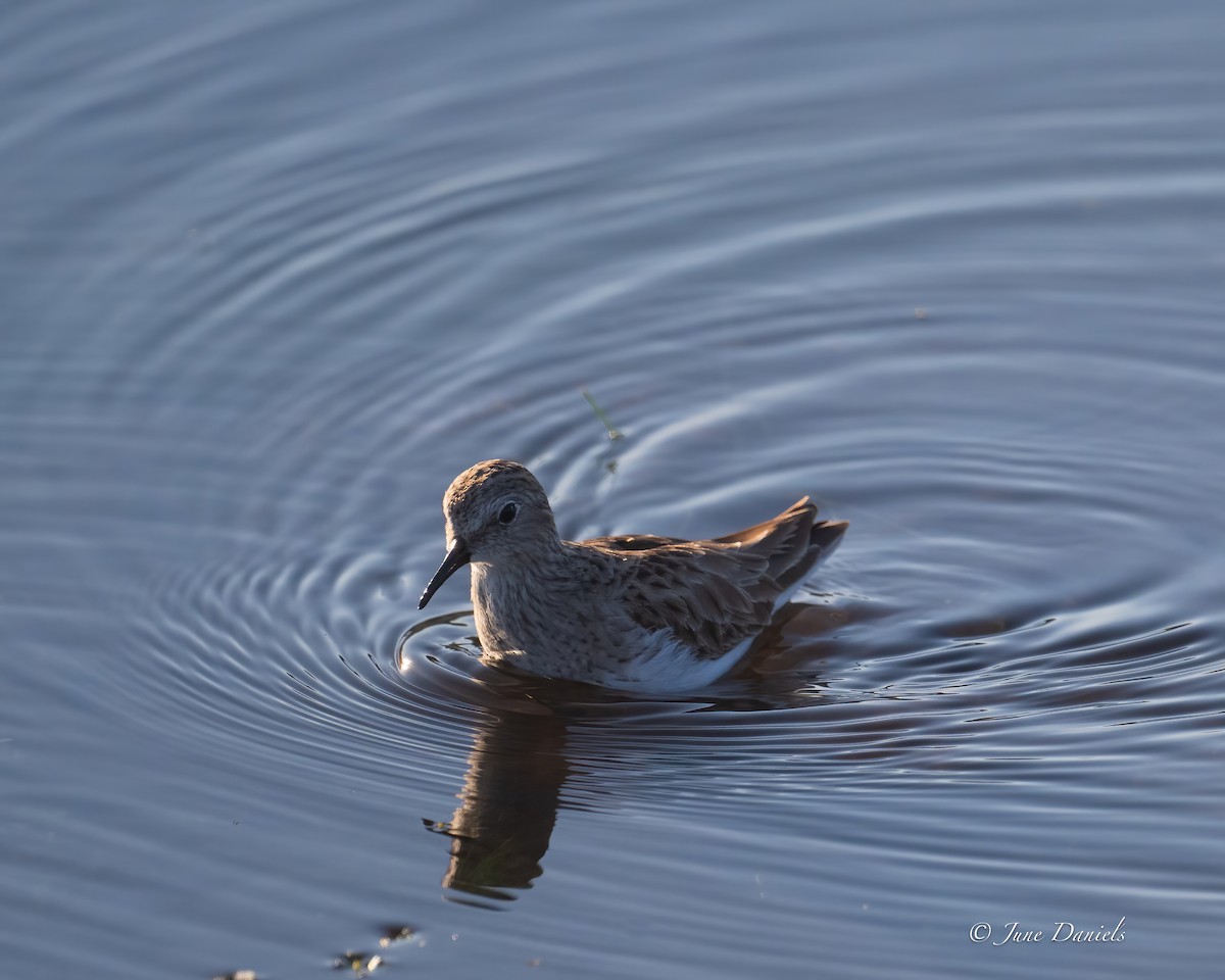 Least Sandpiper - ML631525758