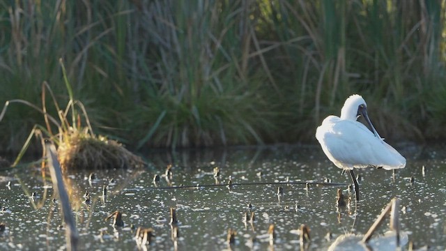 Royal Spoonbill - ML631525771