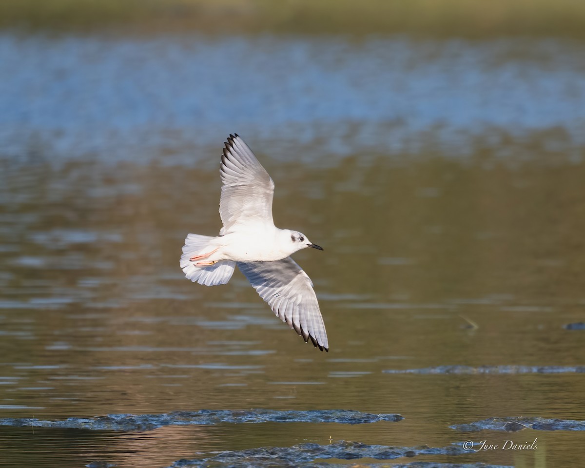 Bonaparte's Gull - ML631525790