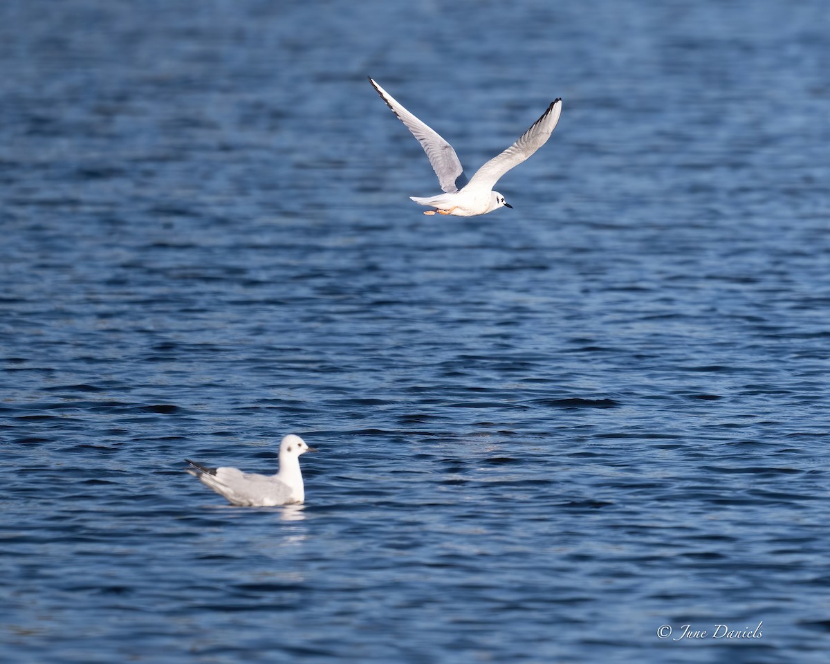 Bonaparte's Gull - ML631525792