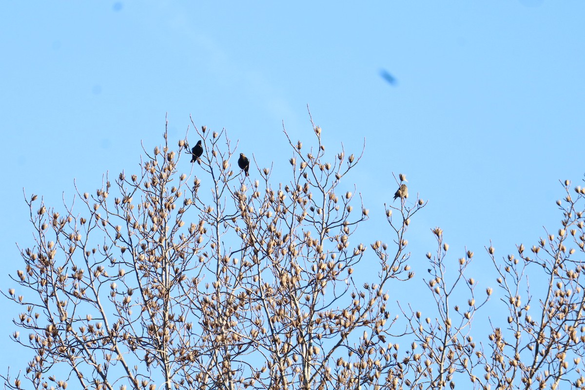 Brown-headed Cowbird - ML631525800