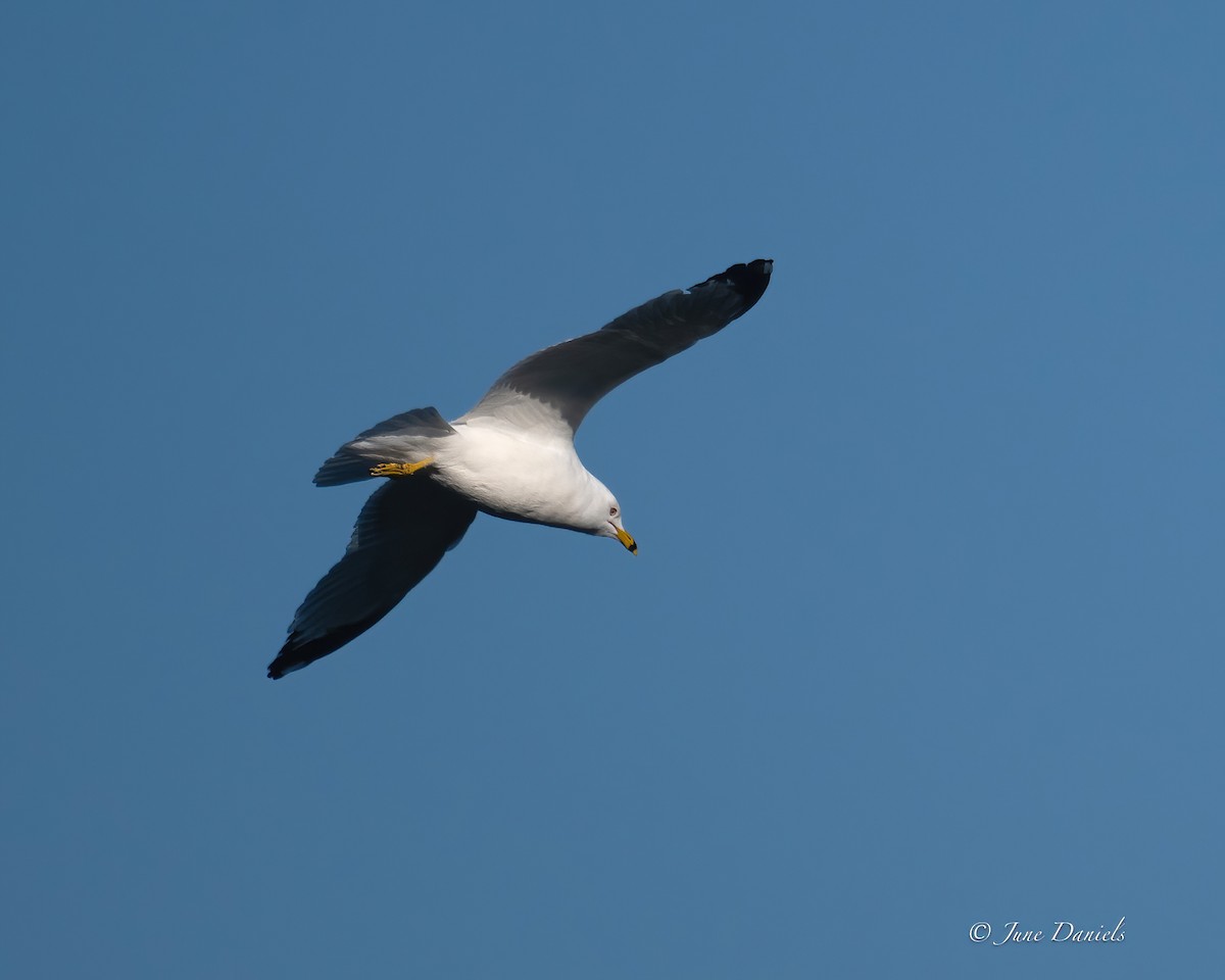 Ring-billed Gull - ML631525817