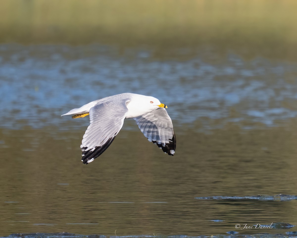 Ring-billed Gull - ML631525818