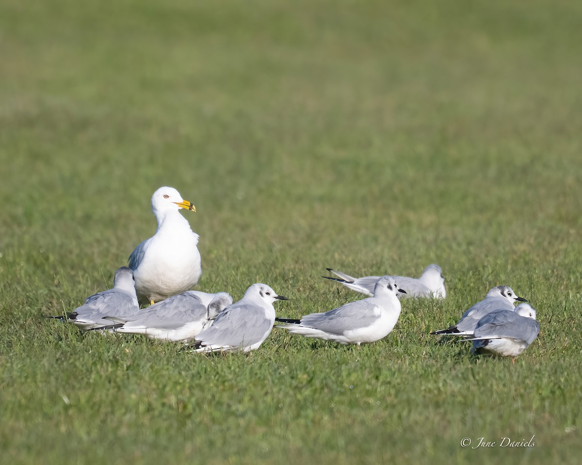 Ring-billed Gull - ML631525820