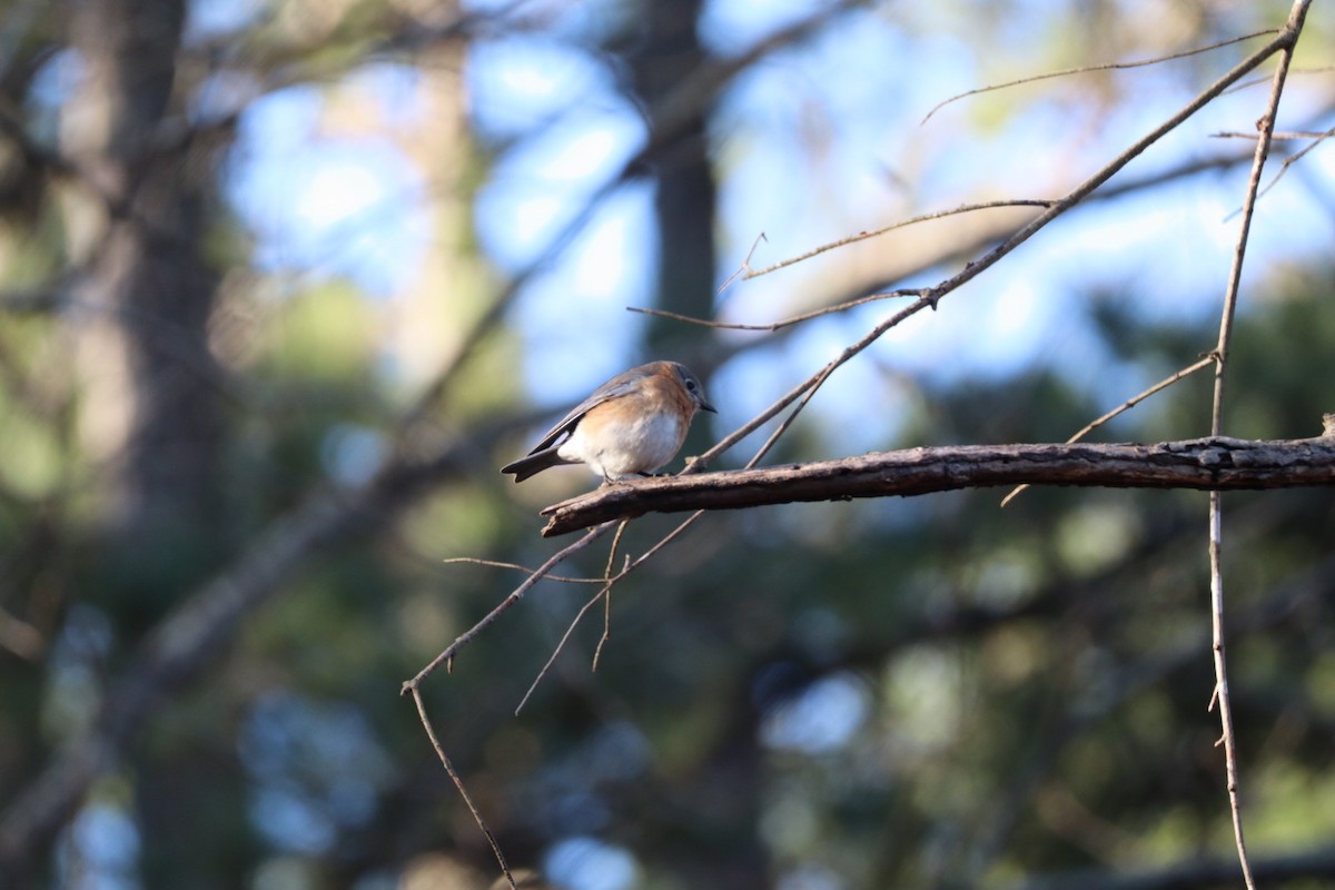Eastern Bluebird - ML631525842
