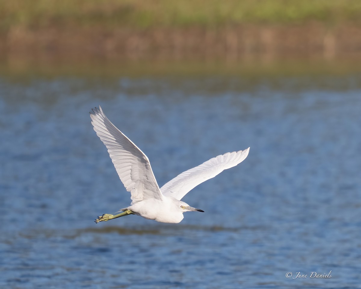 Little Blue Heron - ML631525870