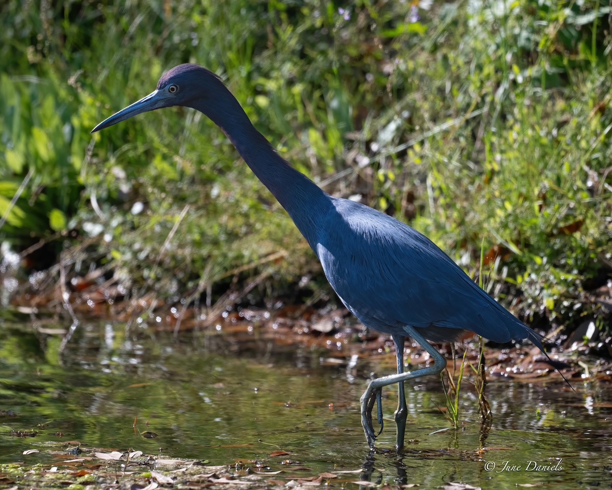 Little Blue Heron - ML631525871