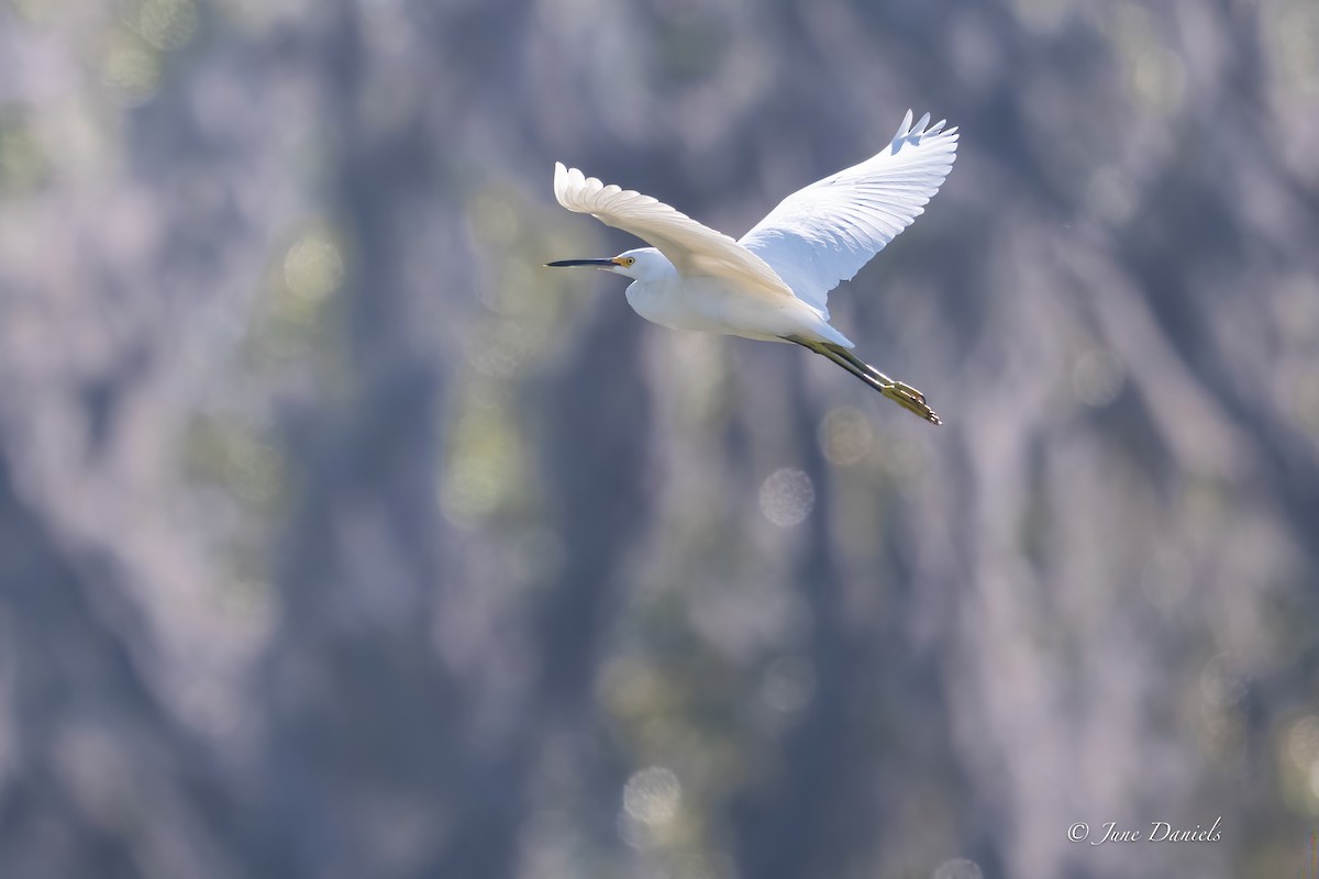Snowy Egret - ML631525884