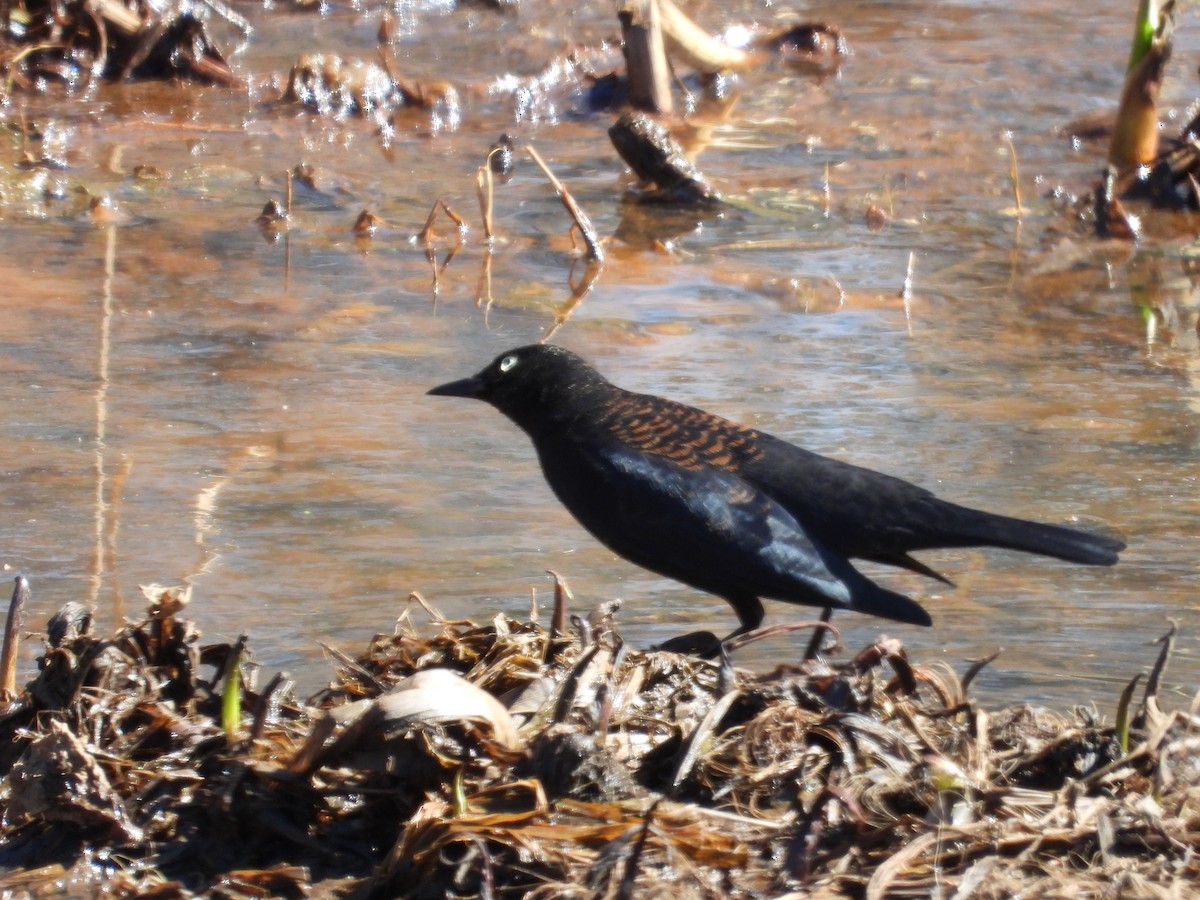 Rusty Blackbird - ML631525886