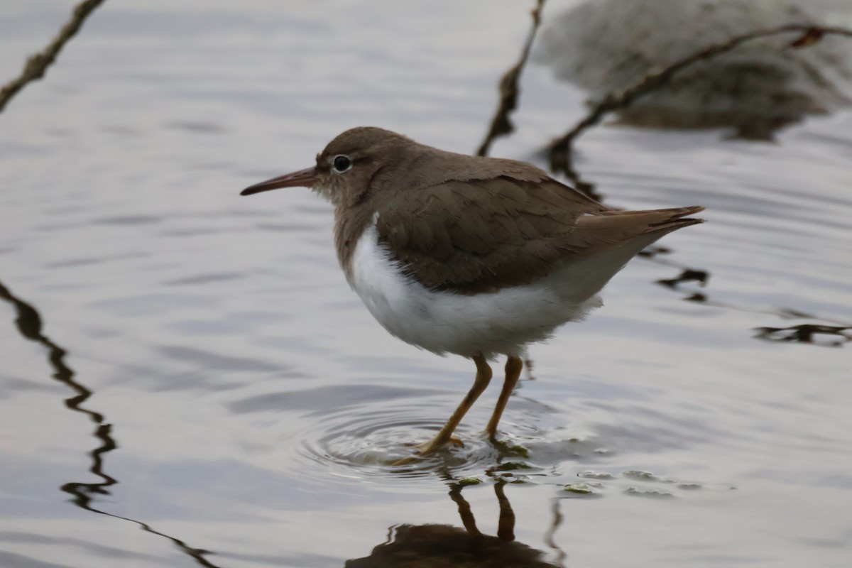 ביצנית נקודה - ML631525889