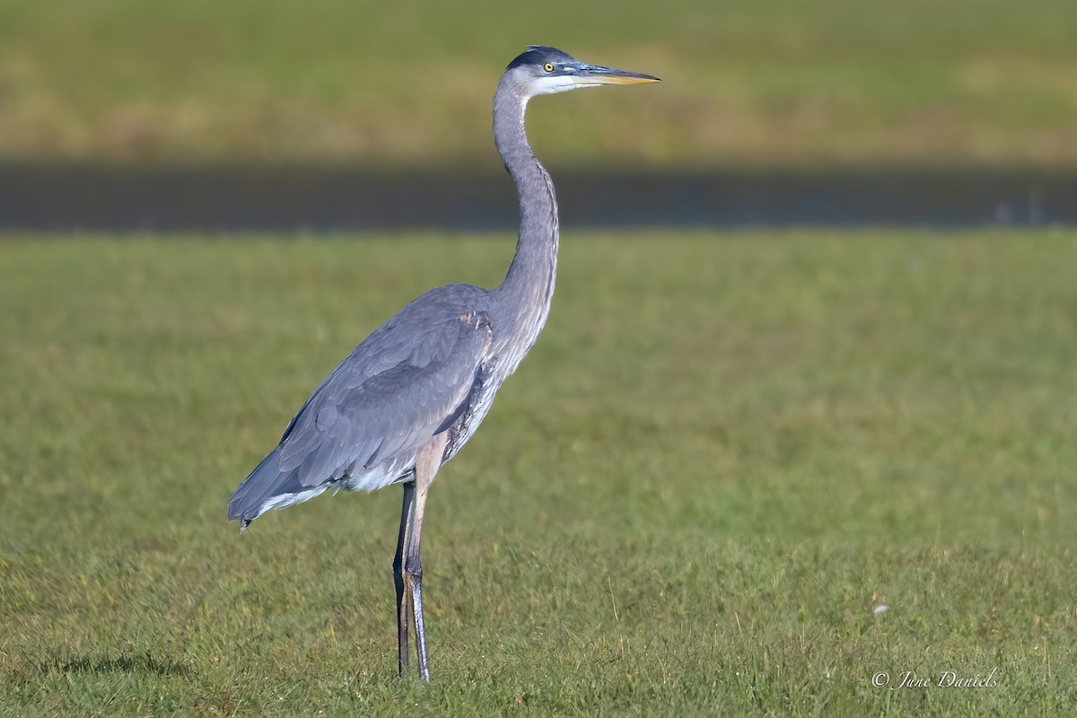 Great Blue Heron - ML631525919
