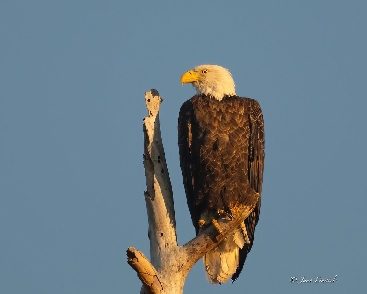 Bald Eagle - ML631525950