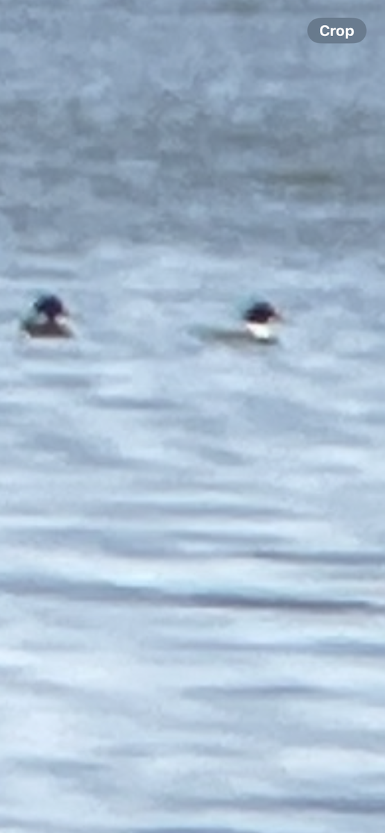 Red-breasted Merganser - ML631525969