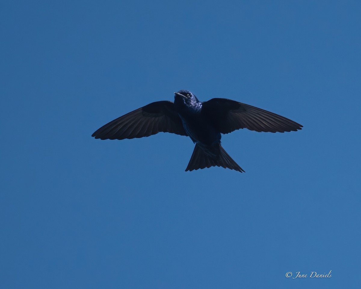 Purple Martin - ML631525978