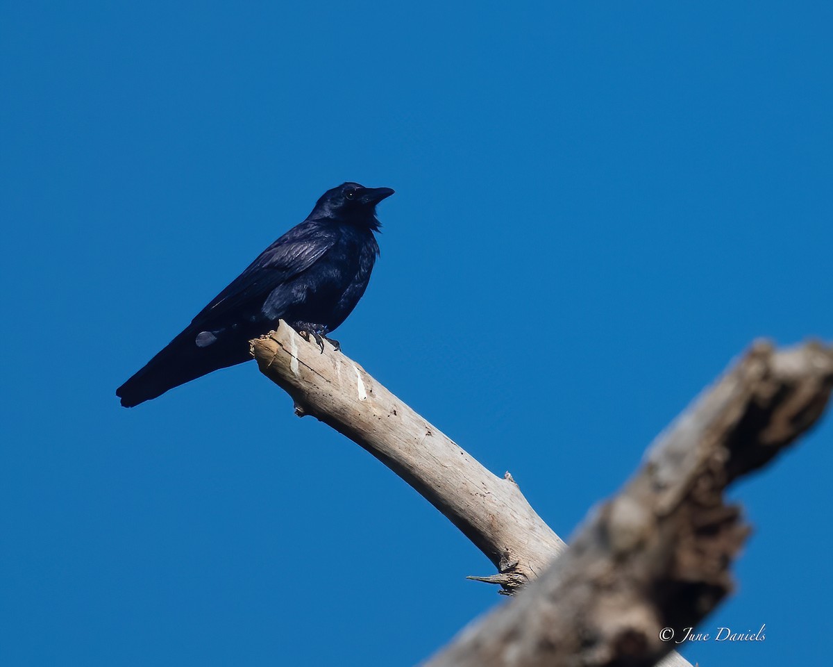 Purple Martin - ML631525979