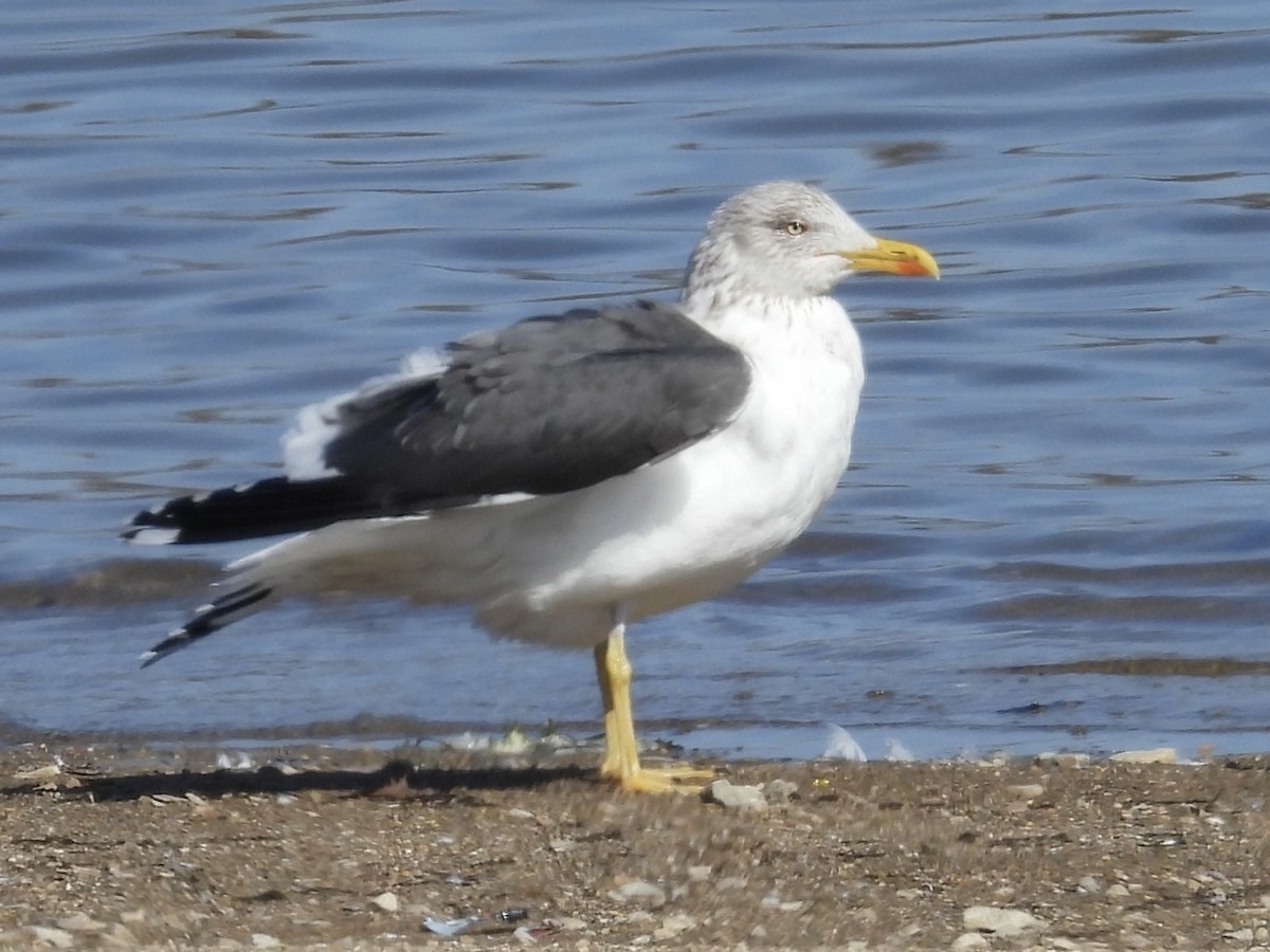 Lesser Black-backed Gull - ML631526013