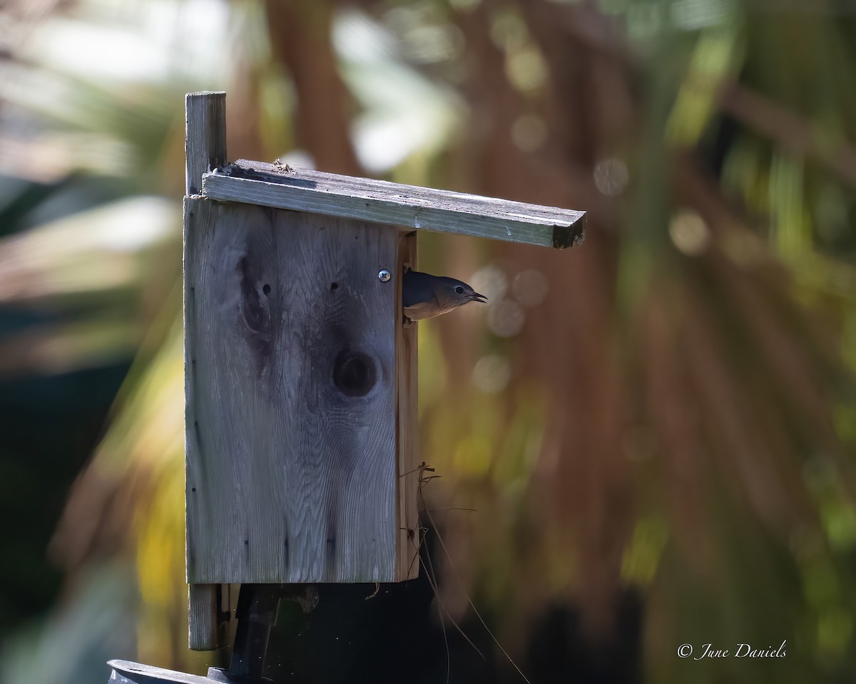 Eastern Bluebird - ML631526025