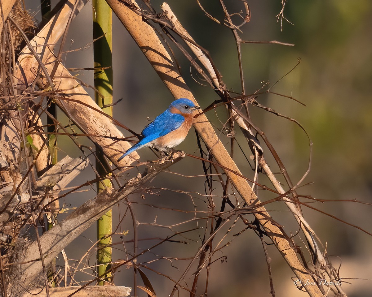 Eastern Bluebird - ML631526027